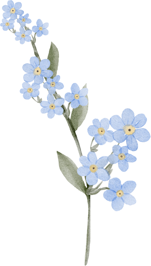 forget me not graphic